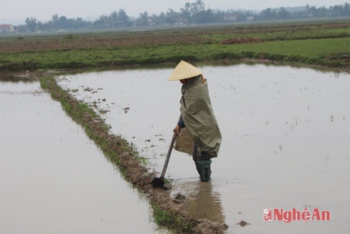 bà Nguyễn Thị Sâm, xóm 8 xã Xuân Lâm đang tháo bớt nước trong ruộng sau trận mưa to cả ngày 26/1, hy vọng cứu vãn được phần nào 3 sào lúa gieo thẳng đang có nguy cơ mất trắng