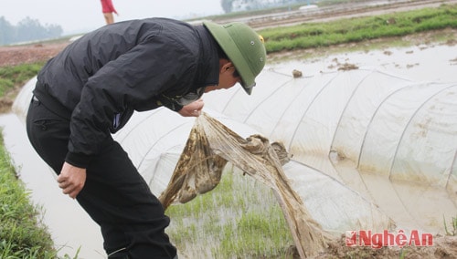 Nhiều diện tích mạ ở Nam Đàn cũng đã chuyển màu vàng nhạt và phát triển kém