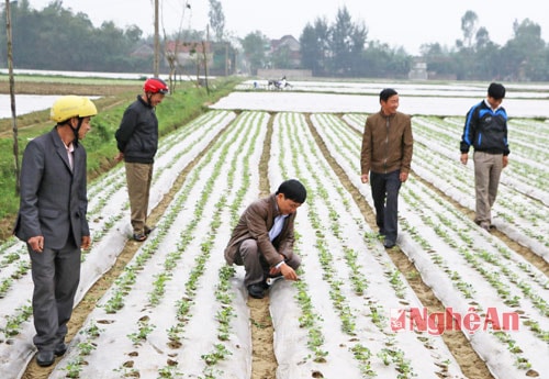 Kiểm tra lạc xuân sau gieo trỉa 