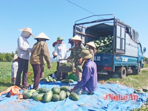 Thu hoạch dưa hấu vụ Xuân