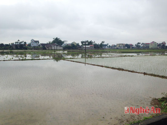 Một số diện tích lúa ở xóm Lộc Thành, Nam Thành bị héo do giá rét
