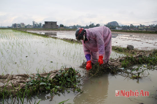 Bà con xóm Đồng Hoa, xã Đồng Thành tháo nước vào ruộng làm ấm giảm thiểu lúa chết rét