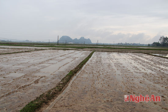 Nhiều diện tích gieo sạ ở xã Đồng Thành hạt lúa không nảy mầm