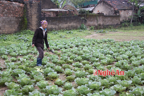 Bắp cải của nông dân Nghi Kim bị còi cọc vì sướng giá