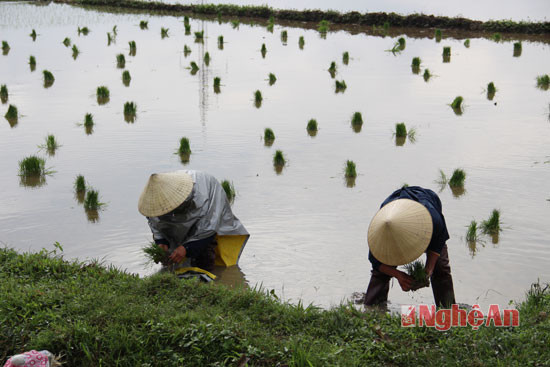 Mặc dù thời tiết dưới 10 độ c nhưng tại cánh đồng Rộc Trìm xã Xuân Thành, bà con đang cấy lúa (ảnh chụp lúc 10 giờ ngày 