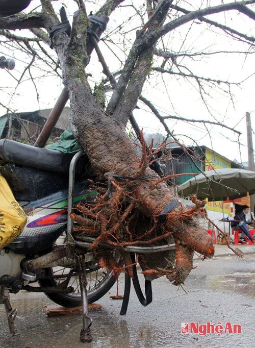 Có nhiều lái buôn thích mua trọn cả gốc. Điều này giúp cho người mua đào dễ trang trí trong gia đình hơn. Người bán cũng bán được giá.