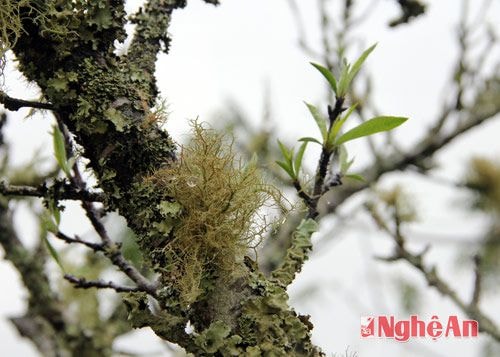 Trong những năm gần đây, nhu cầu chưng đào mốc ngày tết đang tăng lên vì thế số lượng đào ở các huyện vùng cao đang hiếm dần. Điều này cũng đang là hướng đi tốt cho những người phát triển kinh tế ở một số xã vùng cao.