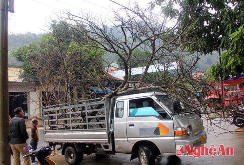 Cây đào khổng lồ được mang từ Noọng Hét (Lào) có tuổi thọ hơn 20 năm, được trả giá 40 triệu đồng.