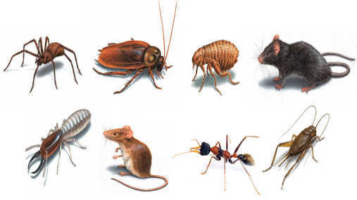 một số loại côn trùng trong nhà. 