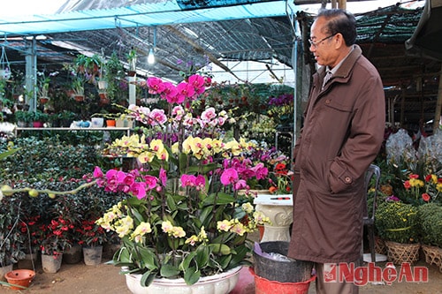 Người khách khá ưng ý với chậu lan tuy nhiên ông vẫn còn đắn đo bởi giá của nó không hề rẻ