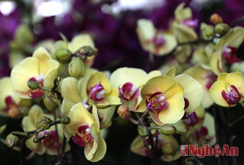 Mỗi cành Lan Hồ Điệp nhỏ cũng được bán với giá trên 70 Nghìn