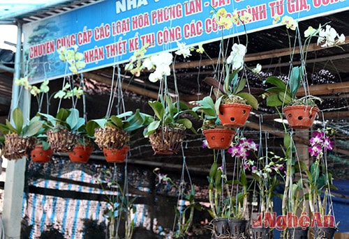 Người dân vừa tiền có thể hướng đến các bình lan Đen Rô có giá chỉ khoảng 100 Nghìn đồng