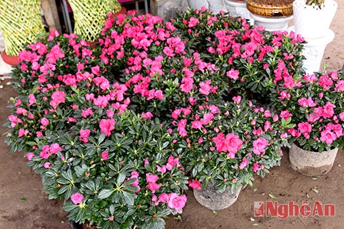 Hoa đỗ quyên có giá 550 nghìn một bình