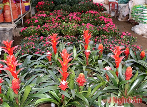 Hoa Phúc lộc thọ có giá bán khá cao trên dưới 750 nghìn đồng