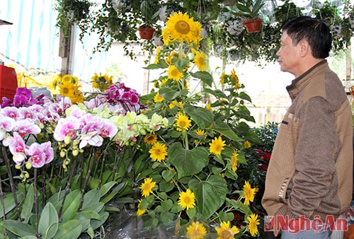 Hoa hướng dương khá hiếm ở khu chợ hoa này, người khách tỏ ra bị lôi cuốn bởi vẻ đẹp của nó