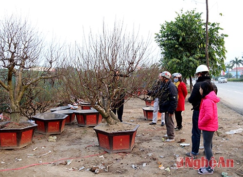 Đến với khu chợ đào nhiều khách hàng chỉ xem chứ chưa có ý định mua, bởi chủ đào hô giá khá cao