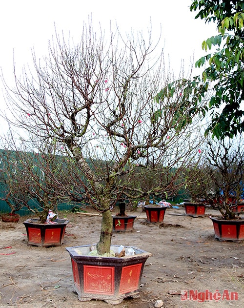 Đào bích có cây lên tới trên 10 triệu đồng