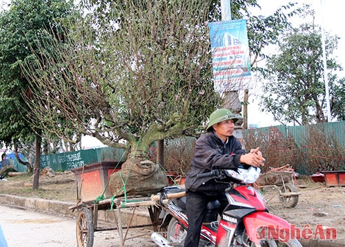 Cây đào phai này được người chủ hét giá 28 triệu đồng