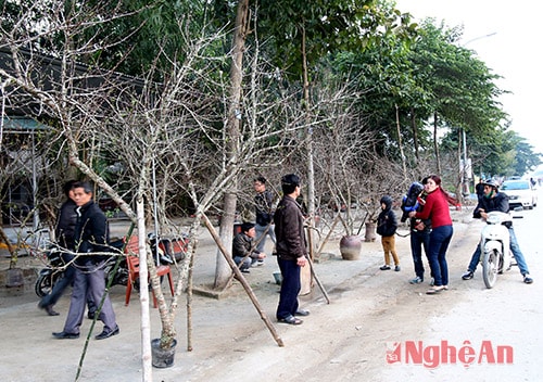 Đào đá được chủ của hàng đưa về từ Mộc Châu, Sơn La cũng có giá đắt hơn nhứng năm trước có cành lên tới 12 triệu