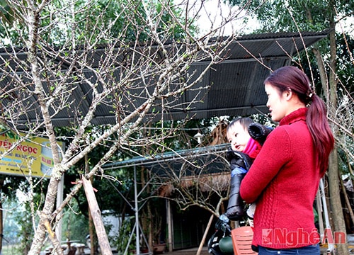 Người khách đã ưng ý với cành đào đá này giá của nó là 10 triệu
