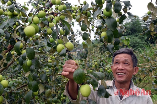 Vườn táo sai quả của ông Trần Huy Chương, thôn Quyết Tiến, xã Chi Khê, huyện Con Cuông chờ ngày bán tết