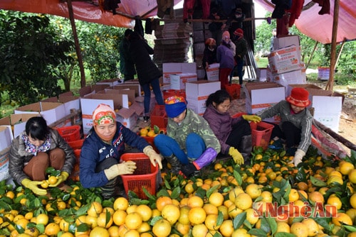 Thu hoạch cam tại trang trại cam của ông Nguyễn Hữu Bình xã Đồng Thành, Yên Thành