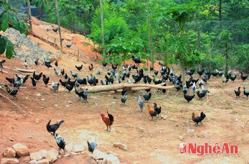 Trang trại gà đen của Lầu Vả Mềnh, bản Ca Trên, Na Ngoi, Kỳ Sơn.