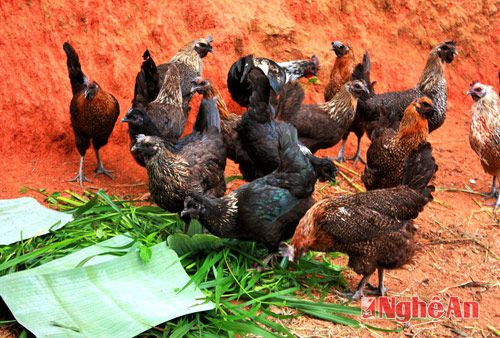 Giống gà đen chủ yếu ăn những thức ăn tự nhiên và đây cũng là một trong những lý do khiến cho sản phẩm thịt từ gà đen được rất nhiều người ưa chuộng, tin tưởng.