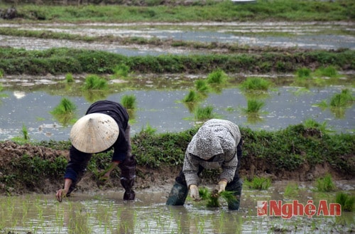 Làm đất đến đâu, bà con tranh thủ cấy ngay đến đó.