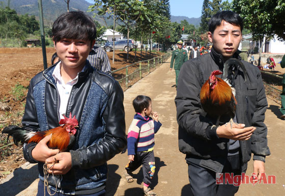 Những thanh niên trẻ đem những chú gà trống khỏe