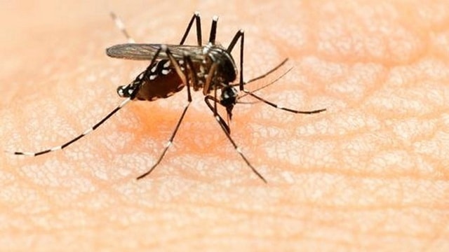   Muỗi Aedes truyền virus Zika. (Nguồn: Getty Images)