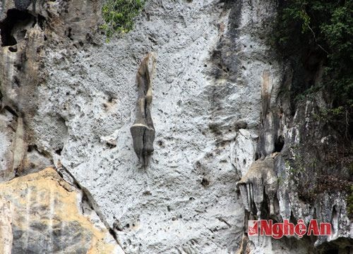 Nhũ đá giống hệt tổ ong mật đang đong đưa trên vách đá.