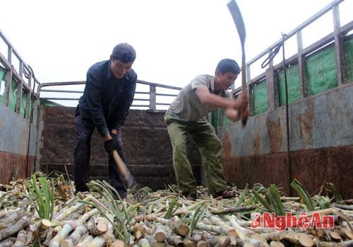 Hiện đang là mùa thu hoạch mía, bà con nơi đây đang khẩn trương với công việc thu hoạch để kịp ăn Tết Nguyên đán Bính Thân (năm 2016).