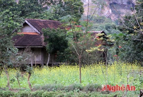 Thung lũng Phá Đáy khá rộng lớn nên nhà ở thưa thớt, những ngôi nhà ở đây thường nằm trầm mặc giữa những khóm cây và vườn cải đang kỳ trỏ hoa.