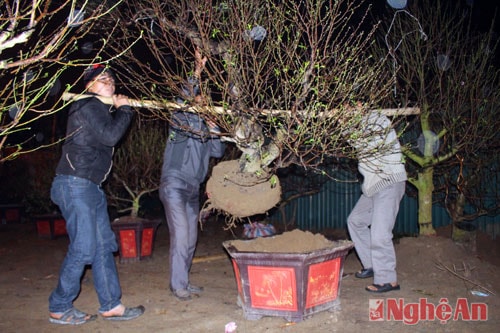Thảo thuận giá cả xong, những người bán đào