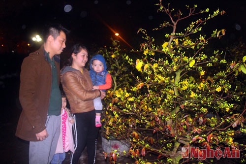 Thi thoảng mới có khách đến thăm vựa bán mai này.