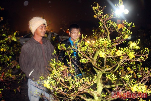Ông ở Phú Yên lần đầu ra Vinh bán Mai tận tình hướng dẫn cho khách về cách chăm mai và các thế mai đẹp.