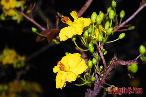Giữa tiết trời lạnh giá, những bông mai vàng như mang nắng từ miền Nam gửi ra miền Bắc.