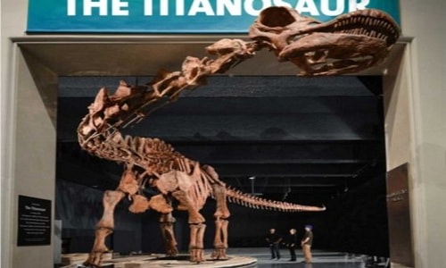 Bộ xương titanosaur trưng bày ở Bảo tàng Lịch sử Tự nhiên ở New York, Mỹ. Ảnh: Scientific American.