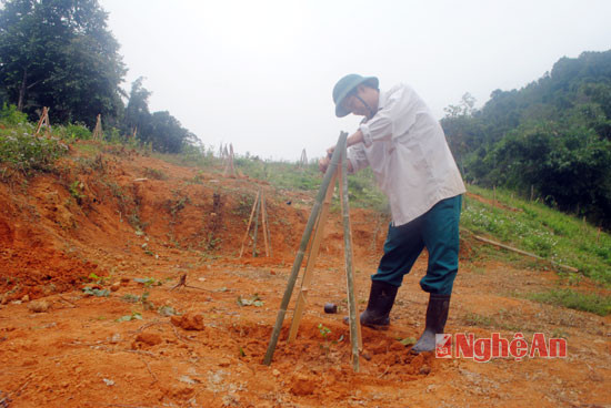 Hiện mới chỉ có 100 cây đầu tiên nhưng theo các đội viên của làng, thổ nhưỡng xã Tam Hợp có thể phù hợp với giống cây được đánh giá là cho hiệu quả kinh tế cao này.