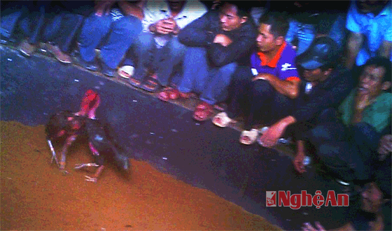 Sới gà của đối tượng Hồ Sỹ Xuyên hoạt động trong ngày 12/12/2015 (ảnh cắt từ Clip).
