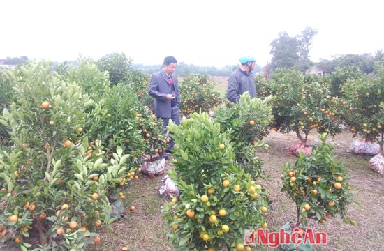 Quất