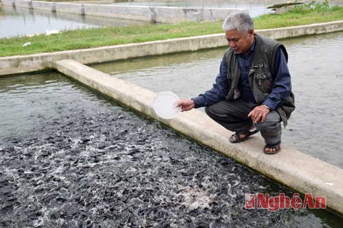 Ông Trần văn Minh - Chủ nhiệm HTX Giống thủy sản Đô Lương chăm sóc đàn cá giống.