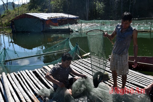 Hiện nay trên lòng hồ Hủa Na có 13 điểm nuôi cá lồng, với gần 30 lồng cá, mỗi lồng cá nuôi từ 250 - 300 con cá các loại. Như vậy, tết này Đồng Văn cung cấp cho thị trường hàng chục tấn cá sạch cho thị trường. 