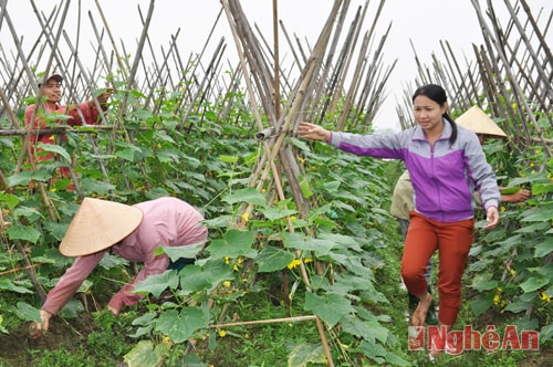 Với diện tích 9ha, thời điểm này cánh đồng rau xanh Xuân Hòa đang chộn rộn