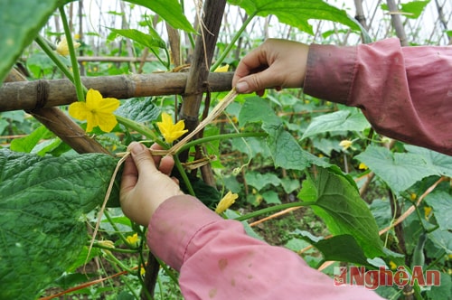 Không chỉ đáp ứng nhu cầu trong huyện mà rau Xuân Hòa đã vươn ra thị trường trong và ngoài tỉnh. Với gía trị thu nhập  ước tính bình quân mỗi ha từ 120 -140 triệu đồng trong vụ đông xuân này, rau hàng hóa Xuân Hòa  đang mở ra cơ hội mới cho người nông dân làm giàu ngay trên đồng ruộng của mình.