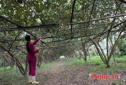 Vườn táo của bà Nguyễn Thị Lê được chăm sóc tốt, phải dùng sào mới hái được quả.