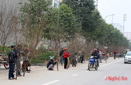 Chợ hoa Tết ở khu vực đại lộ Lê Nin kéo dài bắt đầu nhộn nhịp 