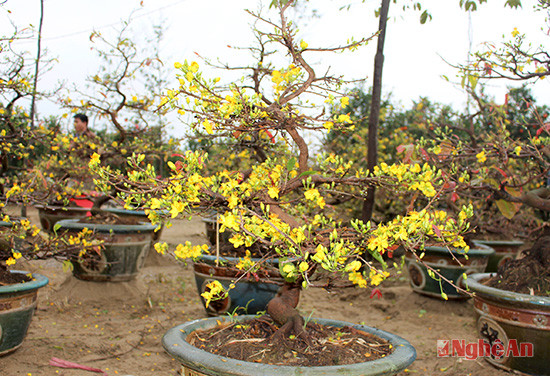 Sắc mai vàng rực rỡ như mang chút nắng ấm phương Nam về với thành Vinh; trung bình mỗi chậu mai bonsai được bán với giá 2-3 triệu. 