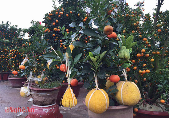 Cây bưởi “ngũ phúc” lai ghép năm  loại quả: Cam xanh, cam vàng, quýt, phật thủ, bưởi được bán với giá 4-5 triệu/ cây 